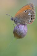 Coenonympha glycerion